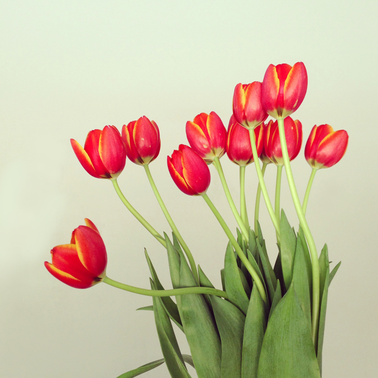 mermagtulips